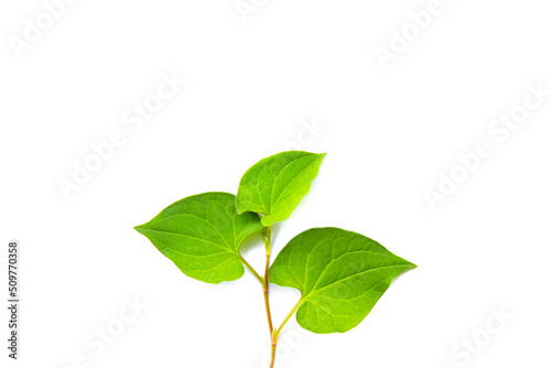 Abstract Green leaves branch on white background with copy space. Nature concept for Green fresh Energy earth saving.