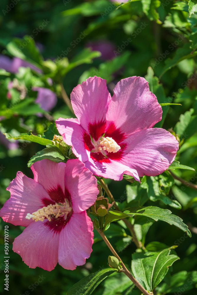 Pink flowers of Hibiscus moscheutos plant close-up. Hibiscus moscheutos, swamp hibiscus, Pink flowers of Hibiscus moscheutos plant close-up. Hibiscus moscheutos, swamp hibiscus,