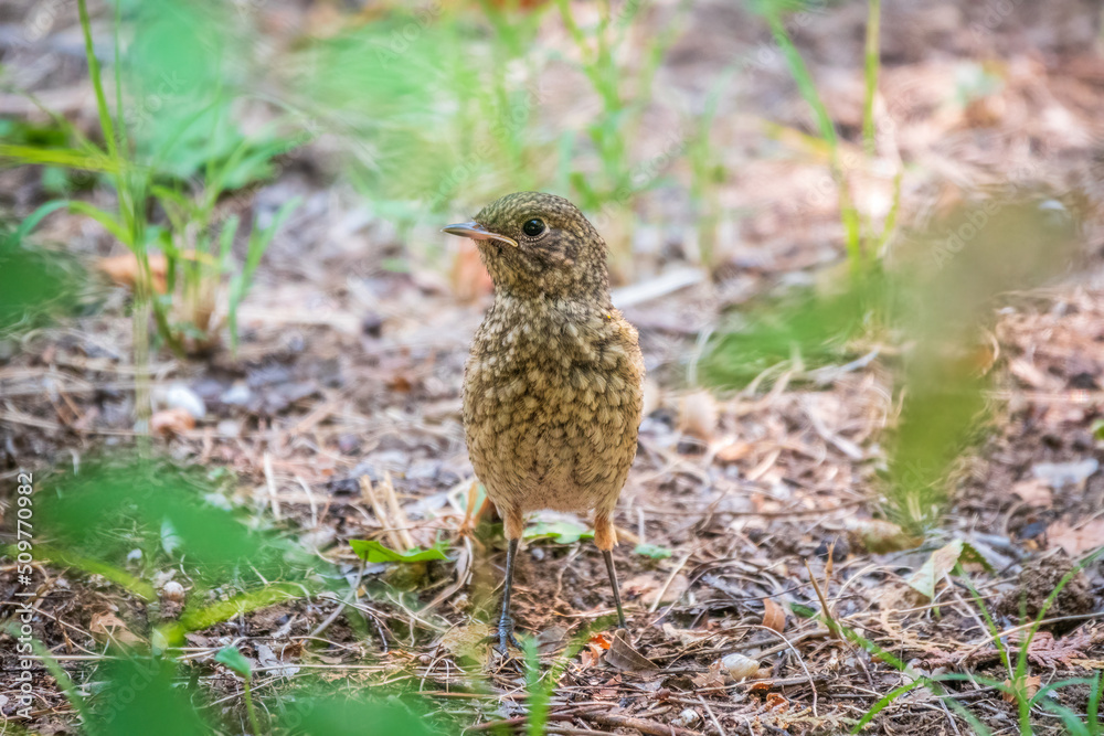 The common redstart, Phoenicurus phoenicurus, young bird, is sitting on a ground against a blurred background. The common redstart, Phoenicurus phoenicurus, young bird, is sitting on a ground against a blurred background.