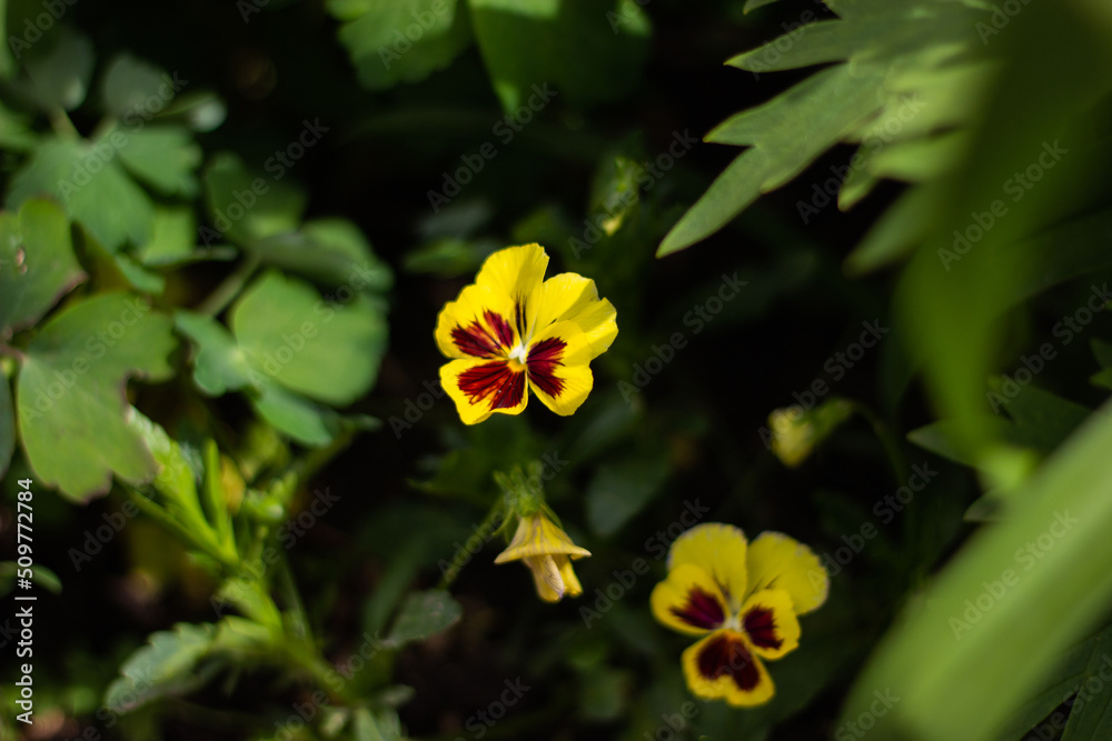 yellow flower yellow flower