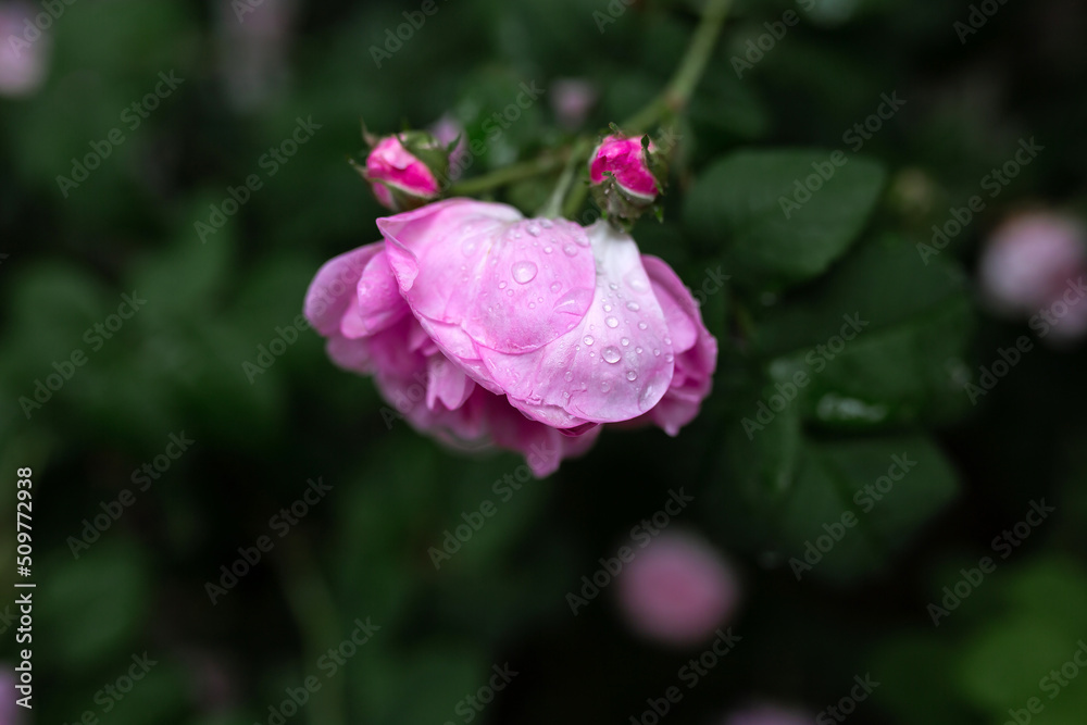 Drops of water on a pink rose. Blurred background. Macro. Garden, garden floriculture