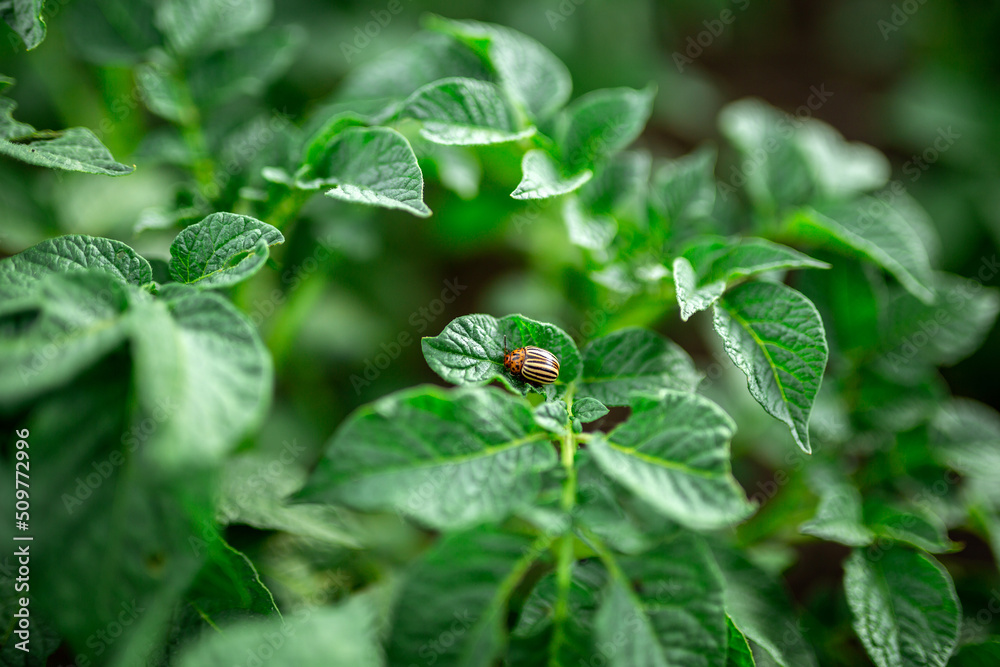 Fototapeta premium The Colorado potato beetle feeds on potato leaves. Vegetable garden, agriculture, rural, business