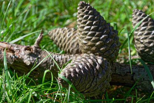 Great fire starters, pine cones lie on the ground photo