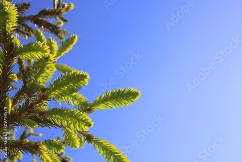 View for postcard young spruce branches on the right and blue sky on the left bright sunny day.