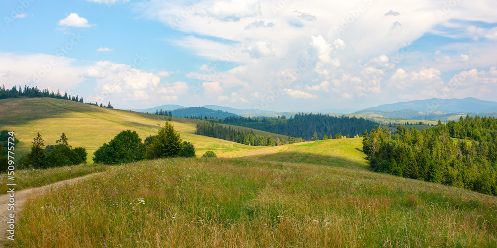 Obraz premium carpathian countryside scenery in summer. grassy fields and meadows beneath a blue sky with fluffy clouds. spruce forest on the rolling hills. ridge in the distance. warm sunny weather