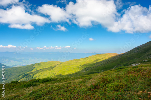 green slopes of carpathian mountains. summer landscape on a sunny day. grassy hills and meadows. ridge in the distance