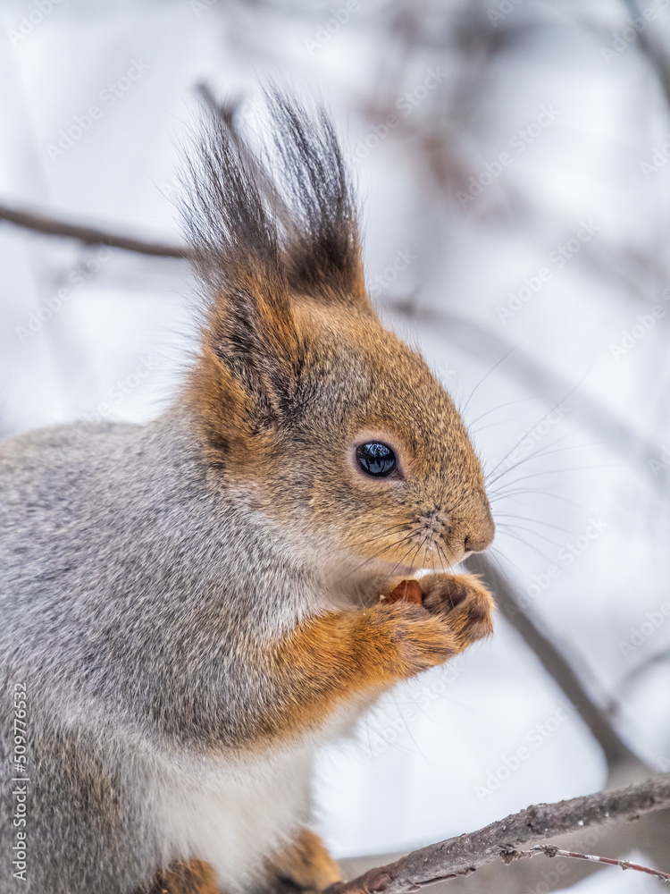The squirrel with nut sits on tree in the winter or late autumn The squirrel with nut sits on tree in the winter or late autumn