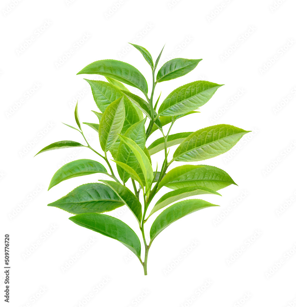 Tea leaves isolated on white Tea leaves isolated on white