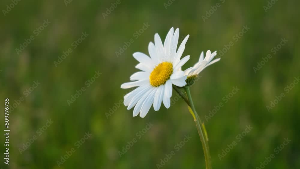 Chamomile close-up on a blurry green grass background. Slowly swaying in the wind. Warm evening light illuminates the petals. The concept of beauty, medicine, application in cosmetology. Macro flower Chamomile close-up on a blurry green grass background. Slowly swaying in the wind. Warm evening light illuminates the petals. The concept of beauty, medicine, application in cosmetology. Macro flower