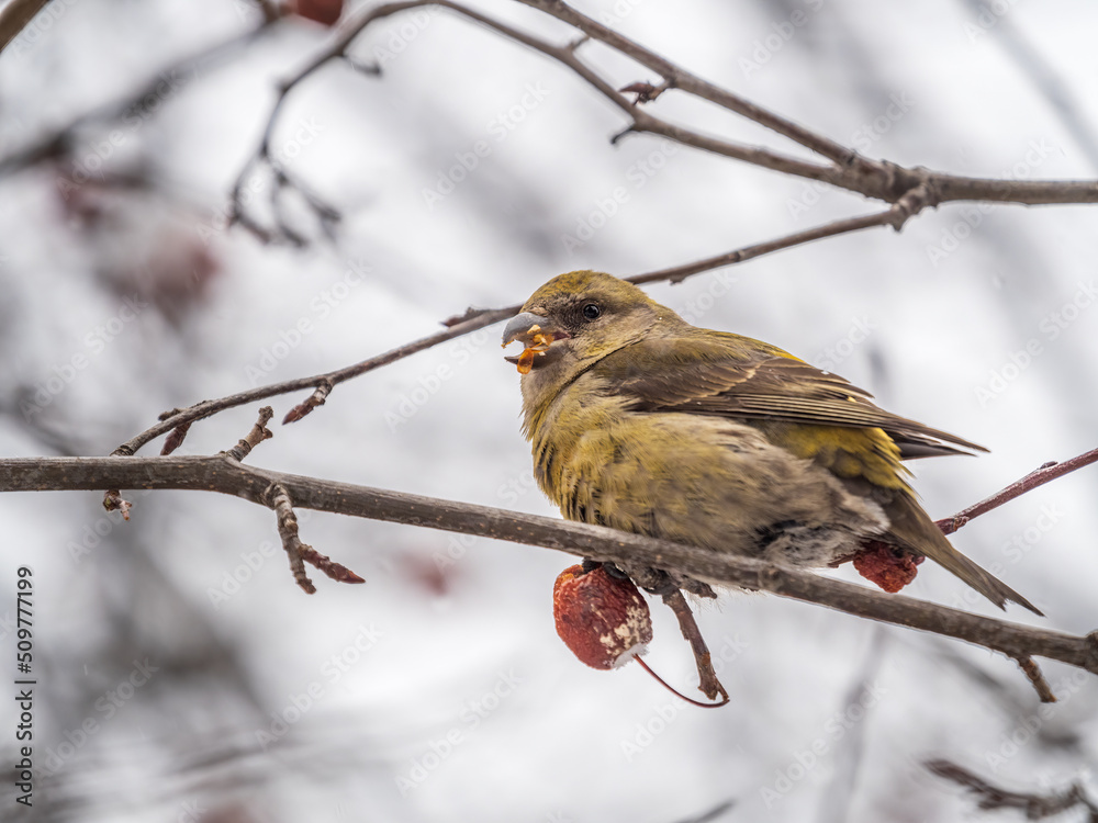 Red Crossbill female sitting on the tree branch and eats wild apple berries. Crossbill bird eats berries. Red Crossbill female sitting on the tree branch and eats wild apple berries. Crossbill bird eats berries.
