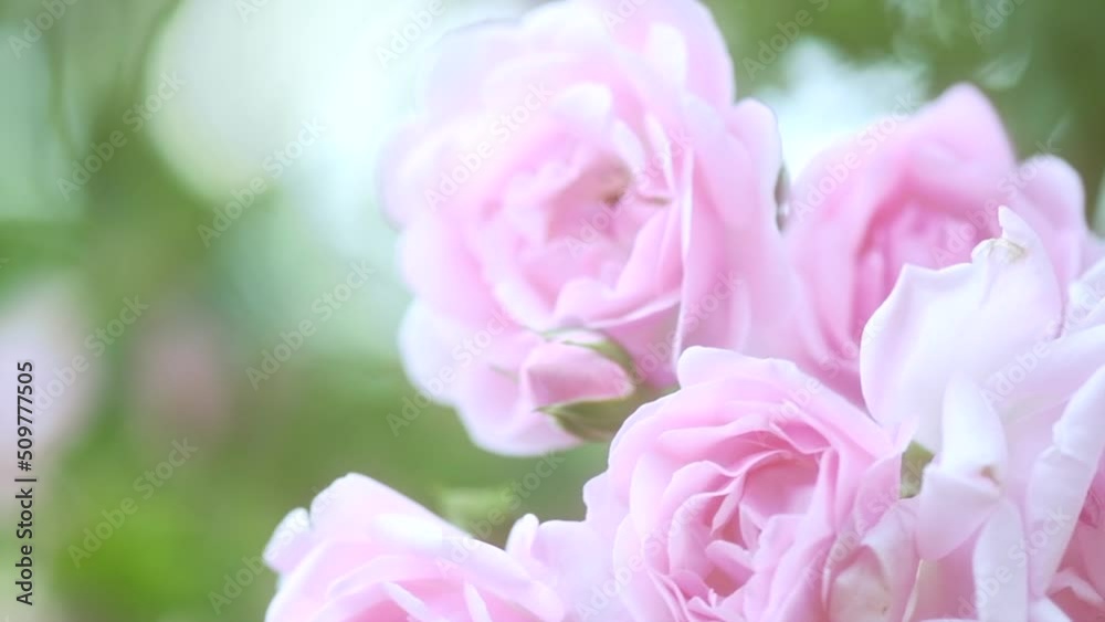 Pink rose flower. Beautiful Roses blooming in a garden. Beauty fresh rose flowers with buds growing in summer garden and blooming. Gardening concept. Nature background. 4K UHD video slow motion Pink rose flower. Beautiful Roses blooming in a garden. Beauty fresh rose flowers with buds growing in summer garden and blooming. Gardening concept. Nature background. 4K UHD video slow motion