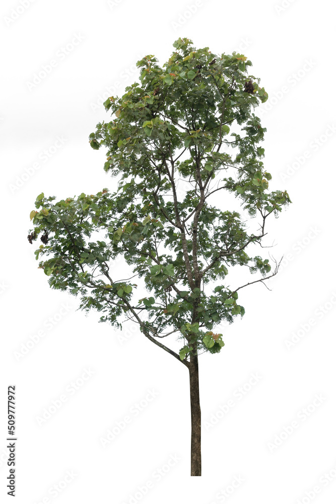 A single alive tree on the white background cutout, plant and nature concept