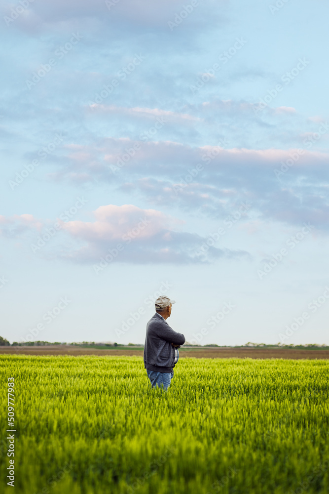 Senior farmer standing in barley field examining crop.