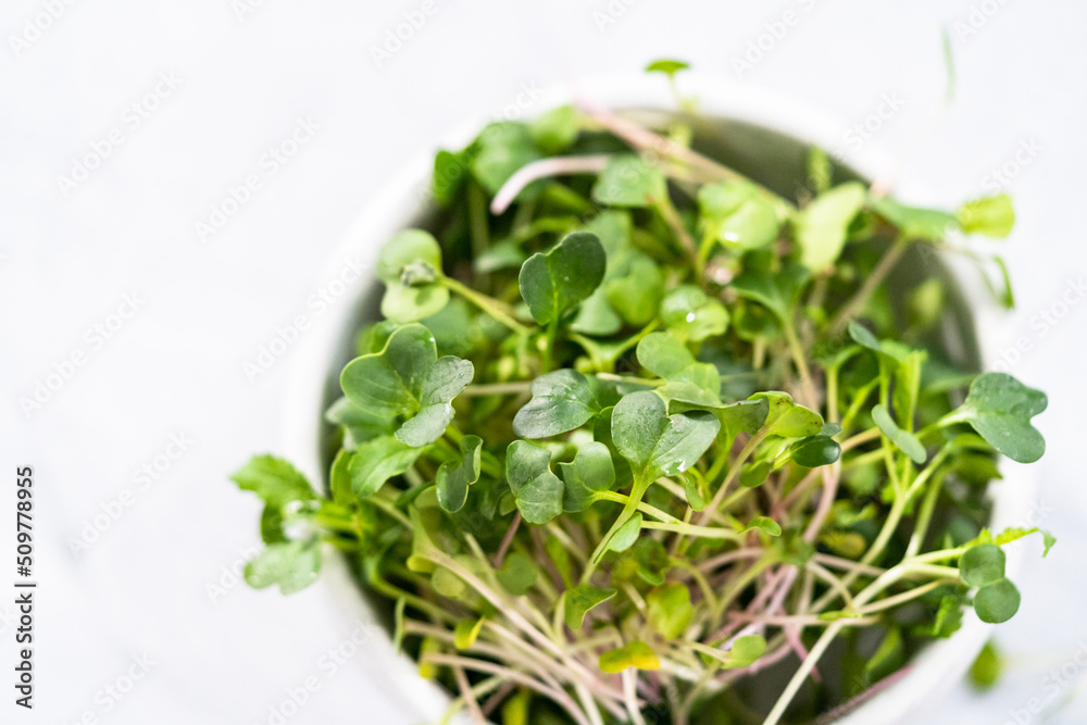 Microgreens