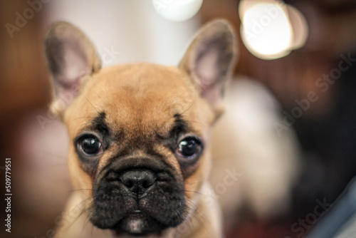 French Bulldog Puppy Portrait