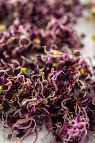 Growing sprouts in a jar