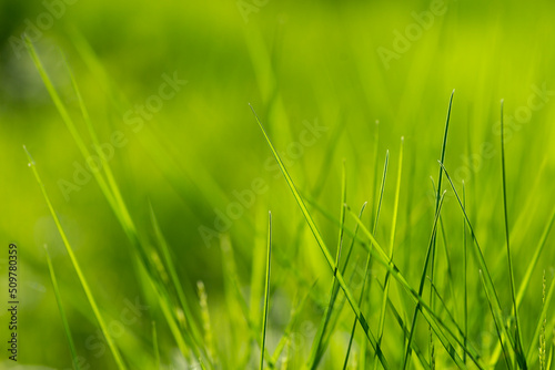 Macro grass in gentle focus. Blurred background of green forest. Abstract beautiful backdrop for text or advertising. Morning sun in the meadow