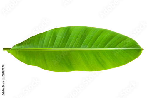 banana leaves isolated on a white background