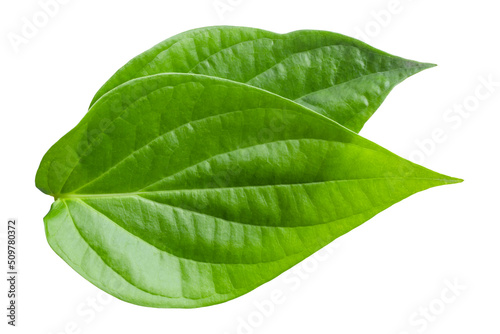 Photos Green betel leaves isolated on white background