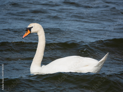 einsamer H  ckerschwan auf einem Fjord in D  nemark