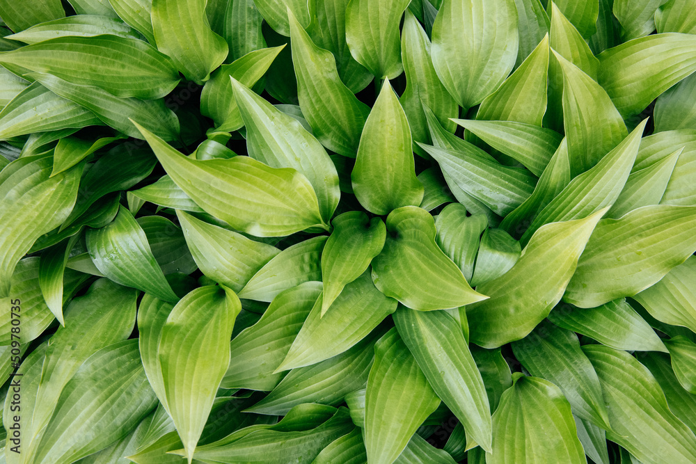 Green leaves of hosts or plantain lilies with water drops in spring. Abstract, natural background Green leaves of hosts or plantain lilies with water drops in spring. Abstract, natural background