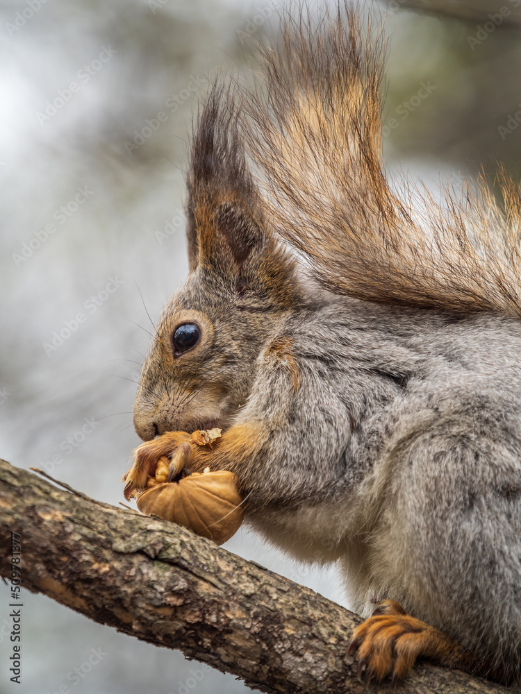 The squirrel with nut sits on a branches in the spring or summer. The squirrel with nut sits on a branches in the spring or summer.