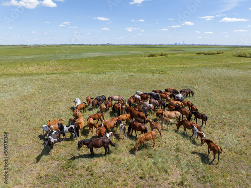 Part of the floodmeadows of the River Ishim, is a pasture for herds of horses. Top view. photo