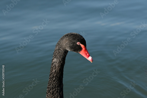 Close up side view of a black swan's (cygnus atratus) head and neck, while gentle ripples travel across the lake surface in the background