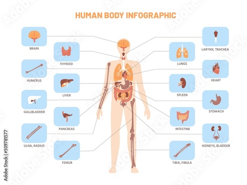 Human body infographic. Anatomy medical scheme with internal organs, kidney stomach lungs. Vector educational biology model illustration