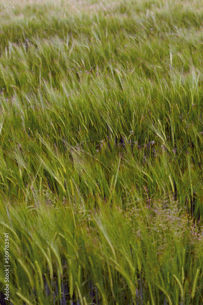 INFINITE WHEAT
An expanse of green wheat that never seems to end INFINITE WHEAT
An expanse of green wheat that never seems to end