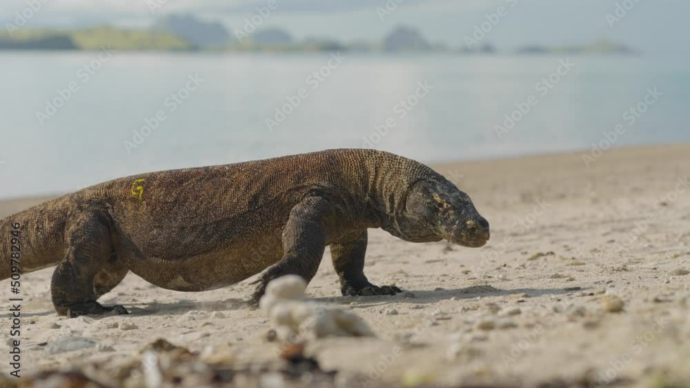 The Komodo dragon (Varanus komodoensis) slow motion of giant lizard