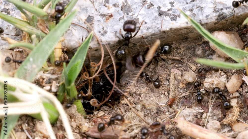 Ants entering their nest through a hole in the ground, macro shot. Very close view of an ant colony. Ants entering their nest through a hole in the ground, macro shot. Very close view of an ant colony.