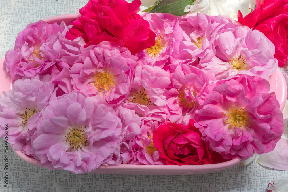 Dish with plucked roses. For home-made rosewater, drying rose petals and pink jam. Abundance of Damask rose is in its peak. Topic: advertising of cosmetic products containing essential rose oil Dish with plucked roses. For home-made rosewater, drying rose petals and pink jam. Abundance of Damask rose is in its peak. Topic: advertising of cosmetic products containing essential rose oil