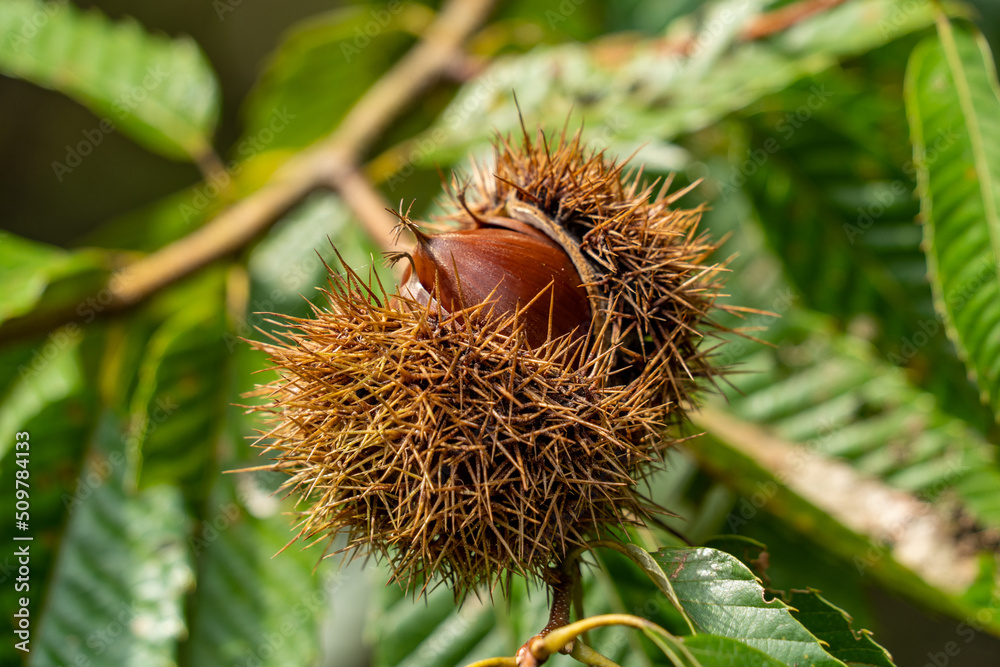 Trees bear chestnut fruit in Fukuoka prefecture, JAPAN. Trees bear chestnut fruit in Fukuoka prefecture, JAPAN.