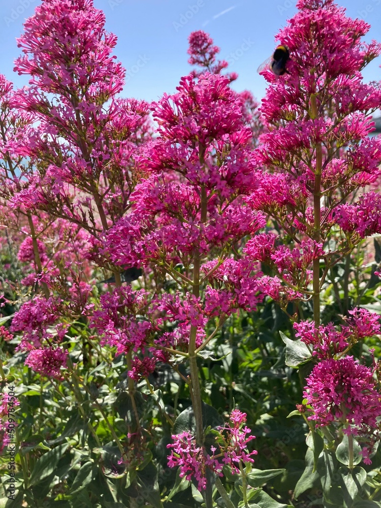 Obraz premium pink flowers in the garden