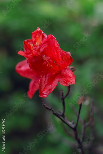 Red flower on a green background