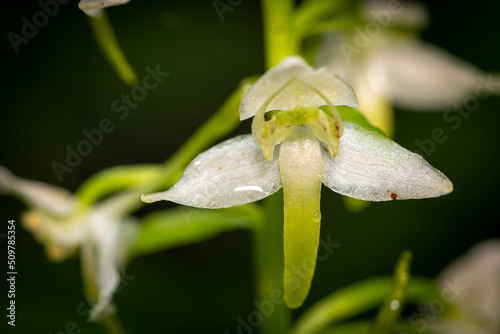 Blüte der weissen Waldhyazinthe (Plantanthera bifolia) photo