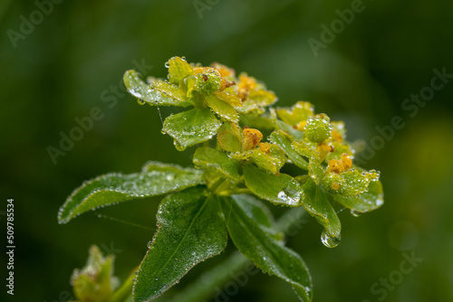 Blüte einer Wolfsmilch mit Tautropfen