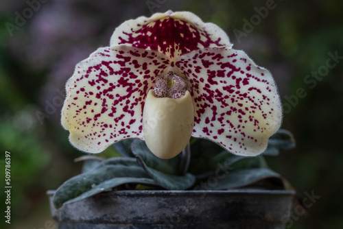 Closeup front view of fresh creamy white and purple red flower of lady slipper orchid species paphiopedilum godefroyae var leucochilum blooming outdoors isolated on natural background photo