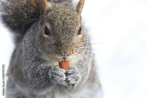 Closeup of a gray squirrel eating a nut