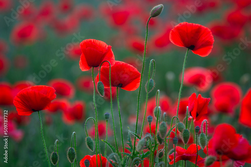 Beautiful meadow with the poppy flowers at sunset, Poland.