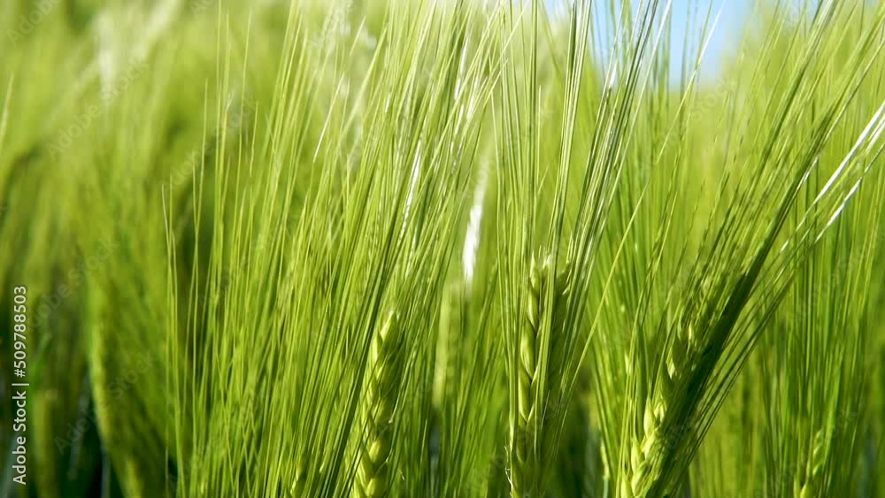 Close up of green grains moving steadily with wind in large fields of barley on bright day. Close up of green grains moving steadily with wind in large fields of barley on bright day.