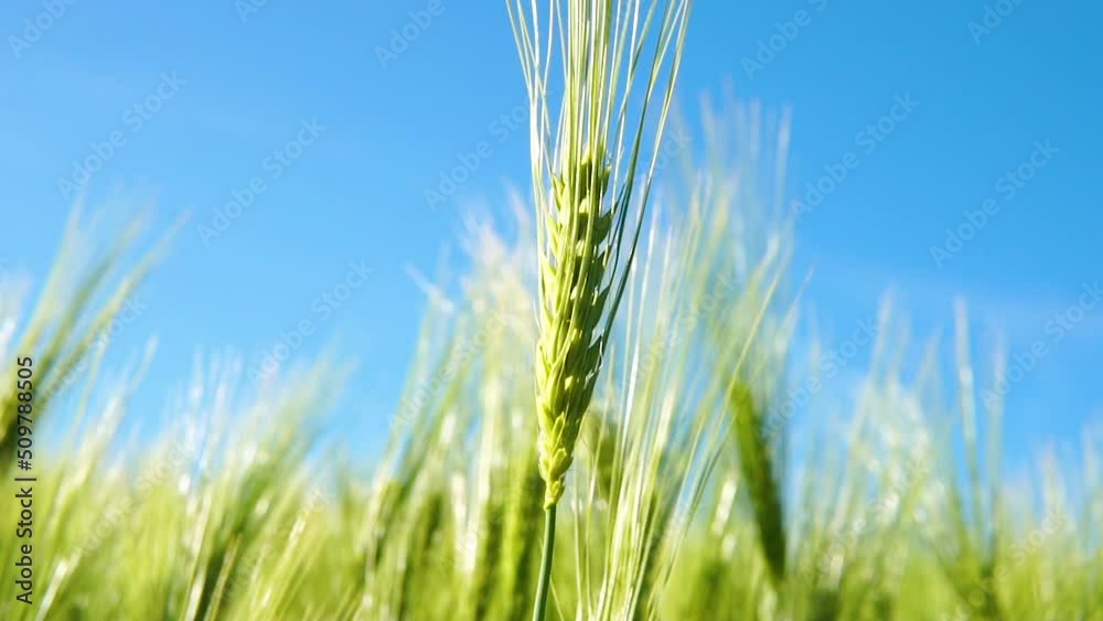Close up of green grains moving with wind in large green fields on bright day. Close up of green grains moving with wind in large green fields on bright day.