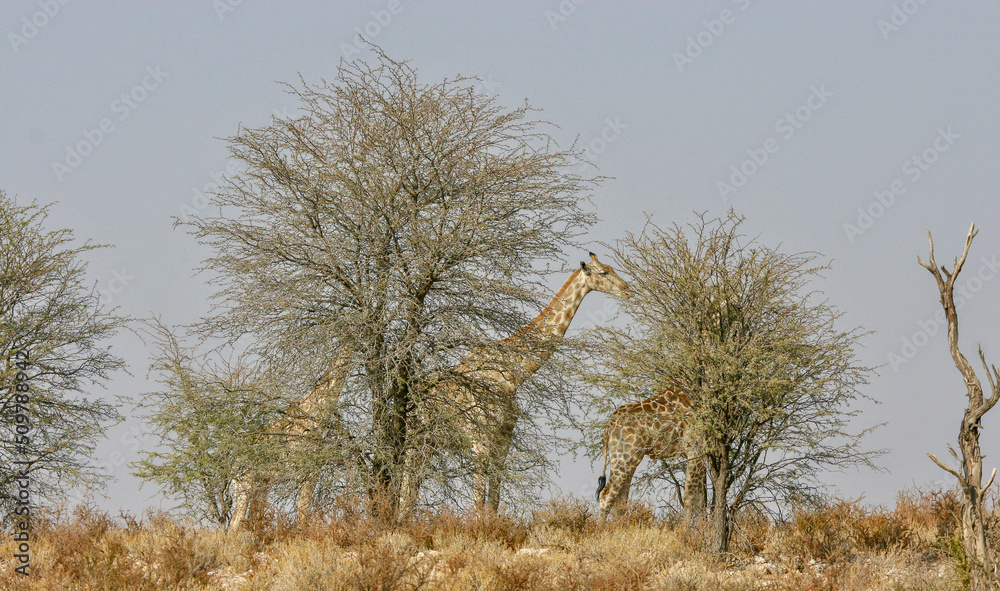 Giraffe in the Kgalagadi, South Africa Giraffe in the Kgalagadi, South Africa