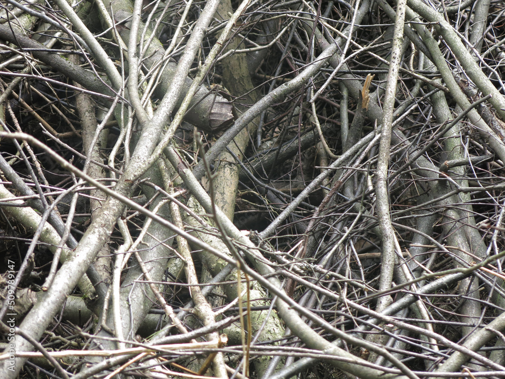 brushwood - sawn tree branches lie in a pile brushwood - sawn tree branches lie in a pile