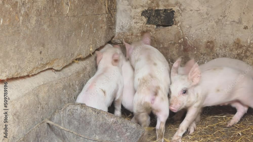 A lot of little pink piglets running around the farm. Farming pigs. Livestock and agriculture little pig. A lot of little pink piglets running around the farm. Farming pigs. Livestock and agriculture little pig.