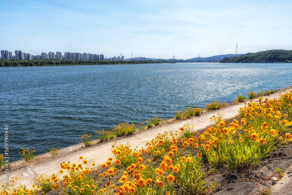 Coreopsis near han river