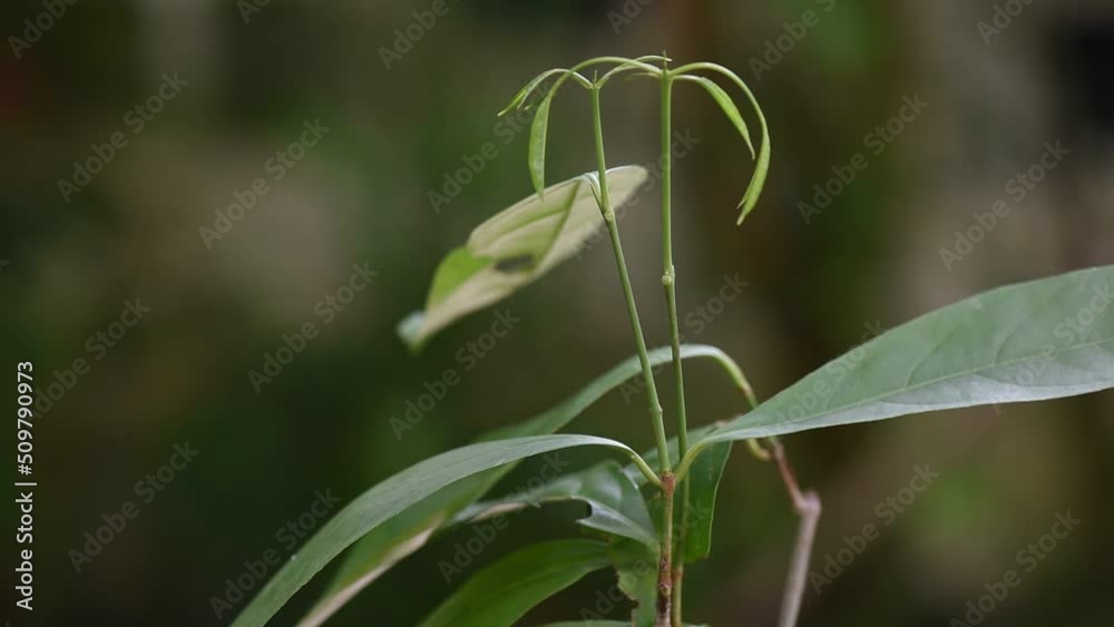 Sphenodesme pentandra and tree on nature background. Sphenodesme pentandra and tree on nature background.