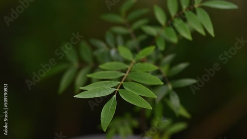 Eurycoma longifolia Jack tree on nature background. photo
