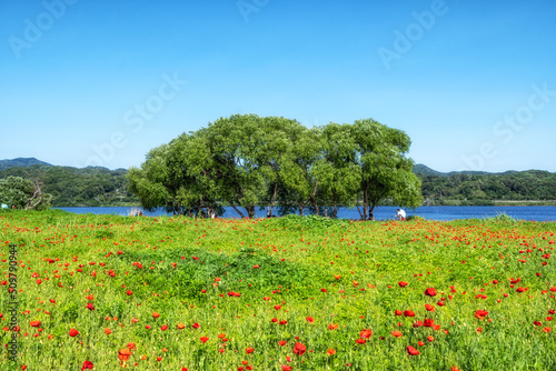 Poppy flowers in Water Garden photo